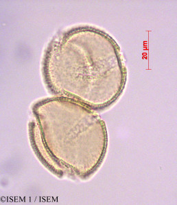 Burmeistera crispiloba - lame n° 29084